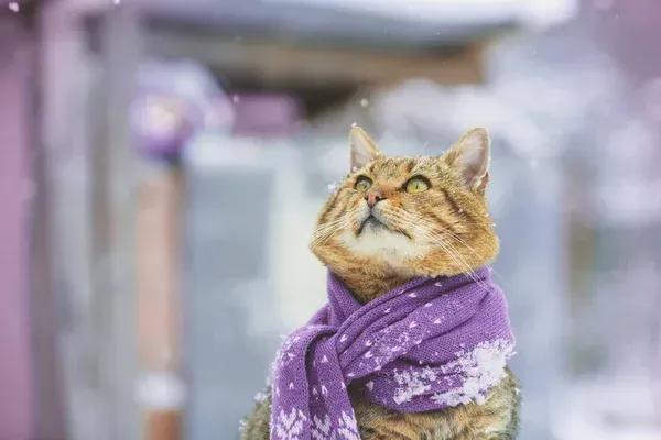 Метеорологи предупреждают о значительном похолодании: актуальный прогноз погоды на сегодня.