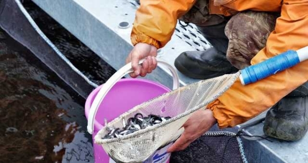 «ЛУКОЙЛ» и «НОВАТЭК» скупают биоресурсы